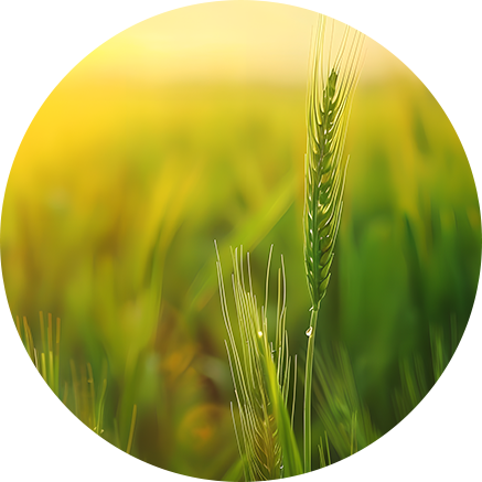 【小滿藥膳】清熱化濕 健脾生津